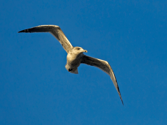 Portland’s Bird Monitoring