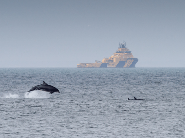 Aberdeen Harbour’s Dolphin Code