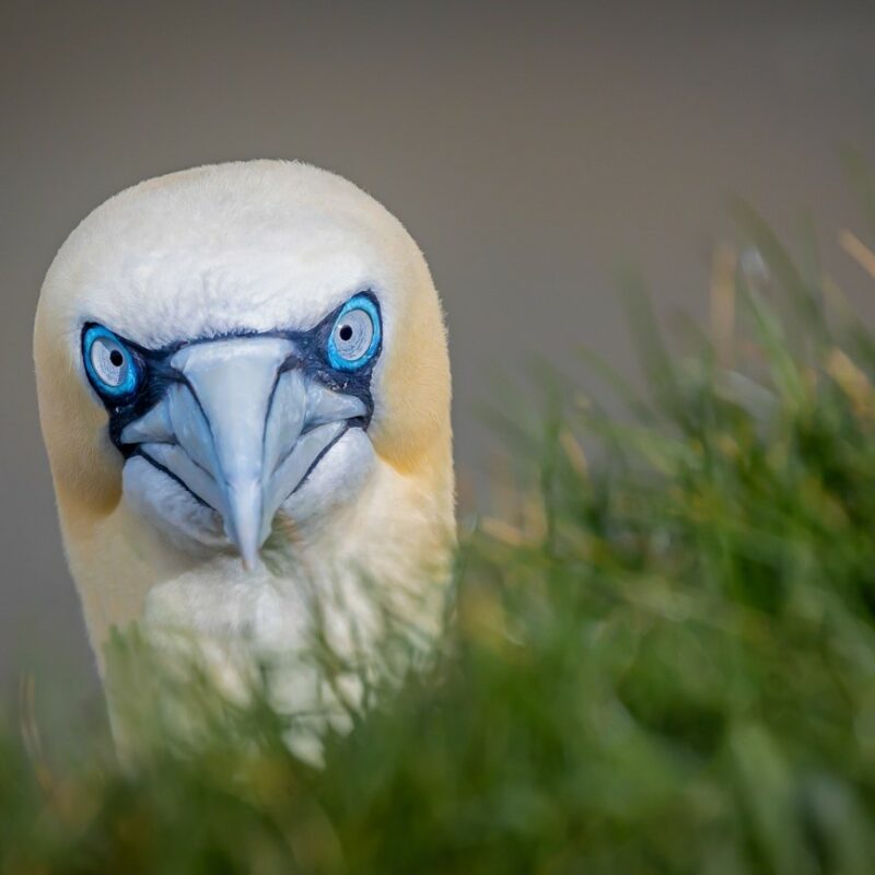 RUNNER-UP: What Are You Looking At? by Steve Moore (taken at Flamborough Head)