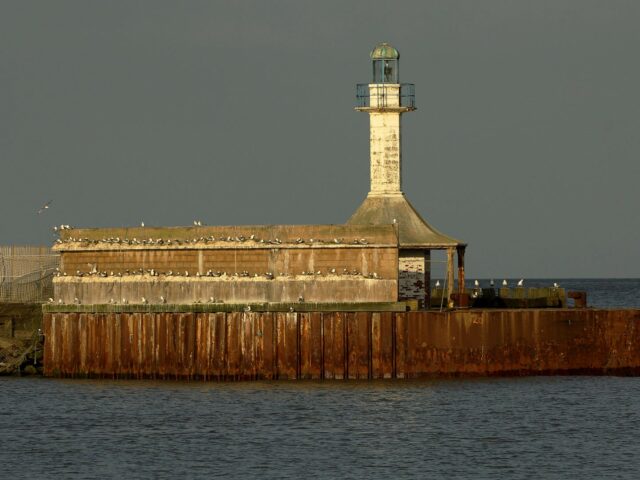 ABP’s Port of Lowestoft provides a safe harbour for Kittiwakes