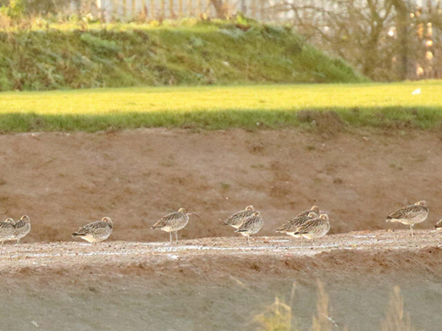 Curlew flock to new ABP mitigation site in Grimsby