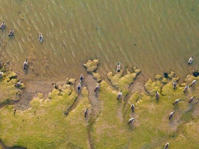 New Approach Needed to Delivering ‘Net Gain’ on England’s Foreshore